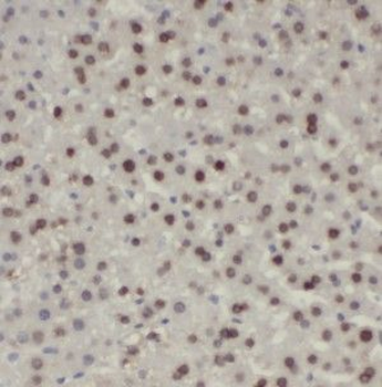 HNRNPU Antibody