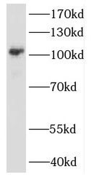 HNRNPUL1 Antibody