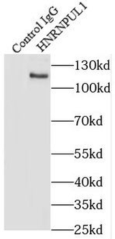 HNRNPUL1 Antibody