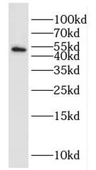 HOMER1 Antibody