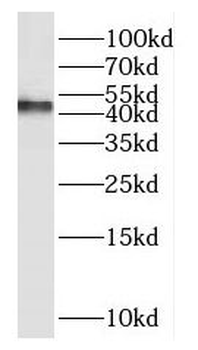 HOMER3 Antibody