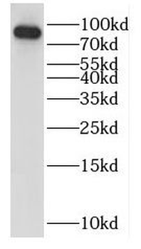 HOOK1 Antibody