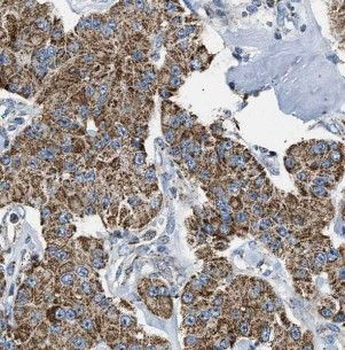 HOOK1 Antibody