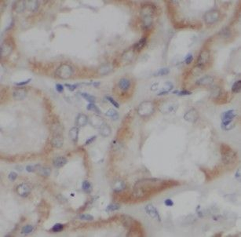 HOOK3 Antibody