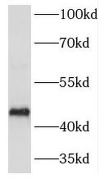 HORMAD1 Antibody
