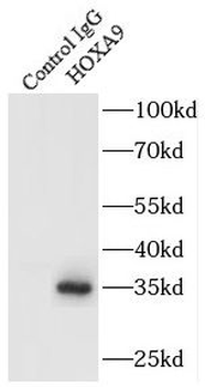 HOXA9 Antibody