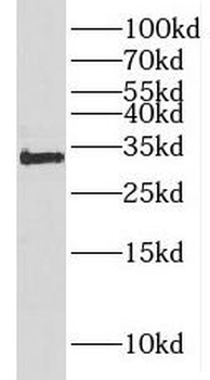 HOXC8 Antibody