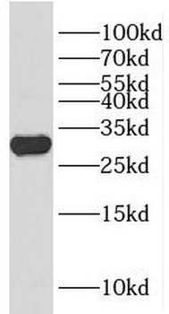 HOXD12 Antibody
