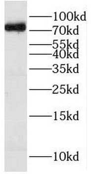 HPS1 Antibody
