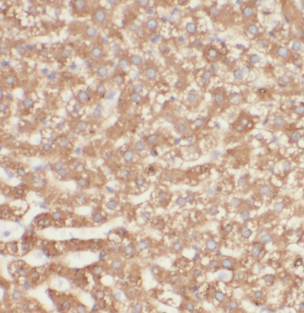 HPS4 Antibody