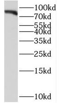 HPS6 Antibody