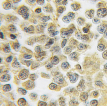 HS2ST1 Antibody