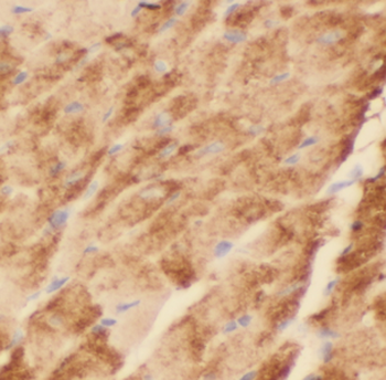 HS3ST1 Antibody