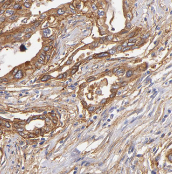HSD3B7 Antibody
