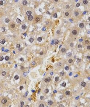 HSF2 Antibody