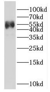 HSF4 Antibody