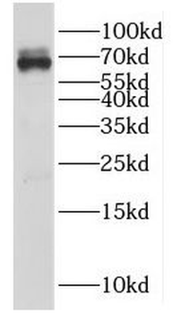 HSF5 Antibody