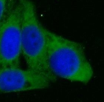 SERPINH1 Antibody