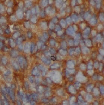 HSPA1A Antibody