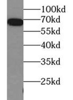 HSPA1A Mouse Monoclonal Antibody