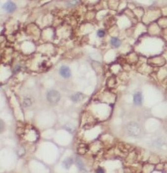 HSP90AA1 Antibody