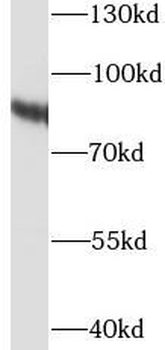 HSP90AB1 Antibody