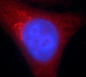 HSP90AB1 Antibody