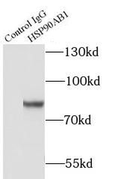HSP90AB1 Antibody