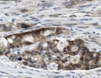 HSP90AB1 Antibody