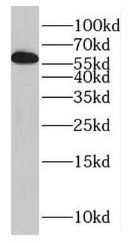 HSPA13 Antibody