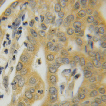 HSPA1L Antibody