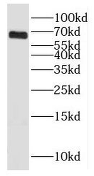 HSPA2 Antibody