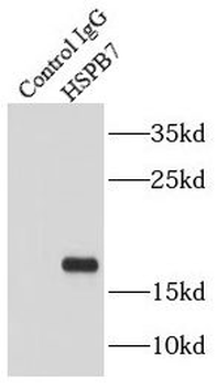 HSPB7 Antibody