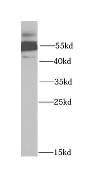HTR3A Antibody