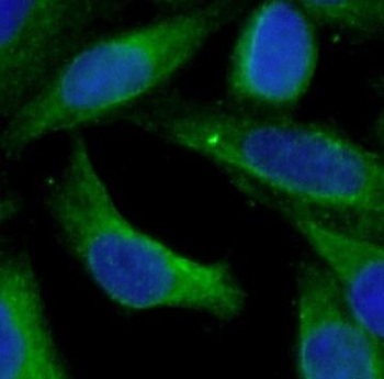 HTR4 Antibody