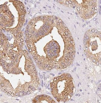 HTR4 Antibody
