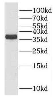 ELAVL3 Antibody