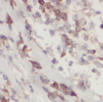 ELAVL3 Antibody