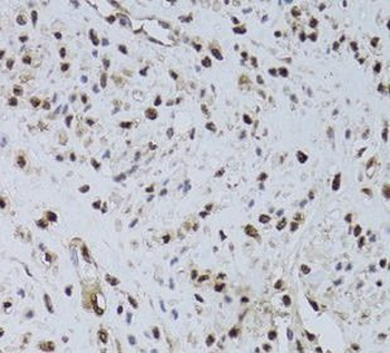 HUS1 Antibody