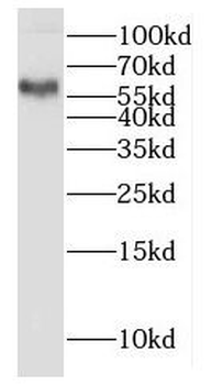 HYAL2 Antibody