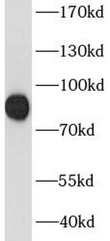 HYDIN Antibody