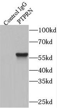 PTPRN Antibody