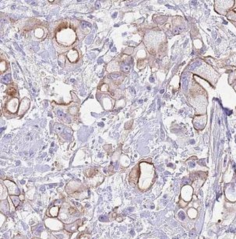 PTPRN Antibody