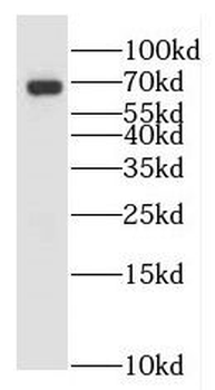 ICAM2 Antibody