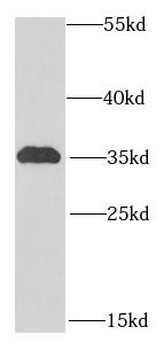 ICOSLG Antibody