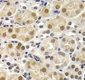 ID3 Antibody