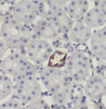 IDE Antibody