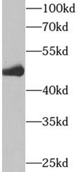 IDH2 Antibody