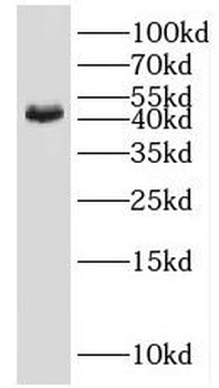 IDH3G Antibody