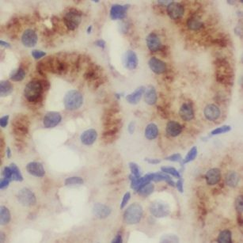 IDNK Antibody